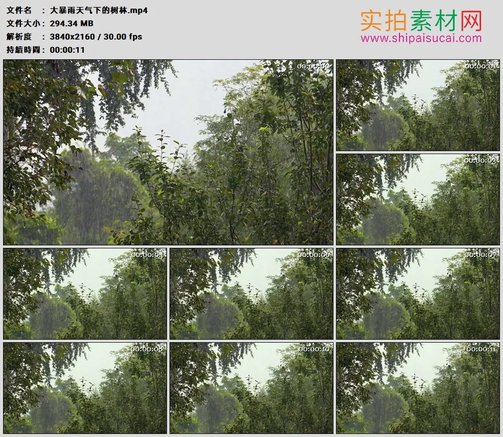 4K高清实拍视频素材丨大暴雨天气下的树林