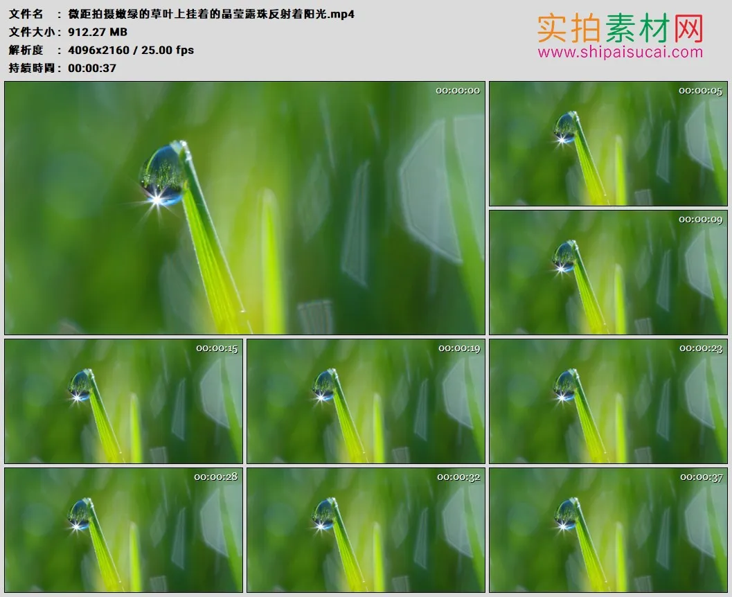 4K高清实拍视频素材丨微距拍摄嫩绿的草叶上挂着的晶莹露珠反射着阳光