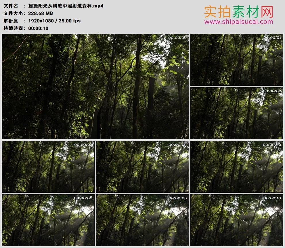 高清实拍视频素材丨摇摄阳光从树缝中照射进森林