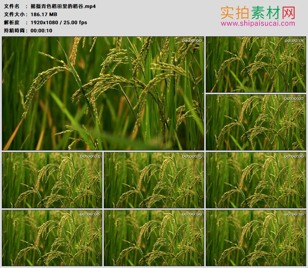 高清实拍视频素材丨摇摄青色稻田里的稻谷