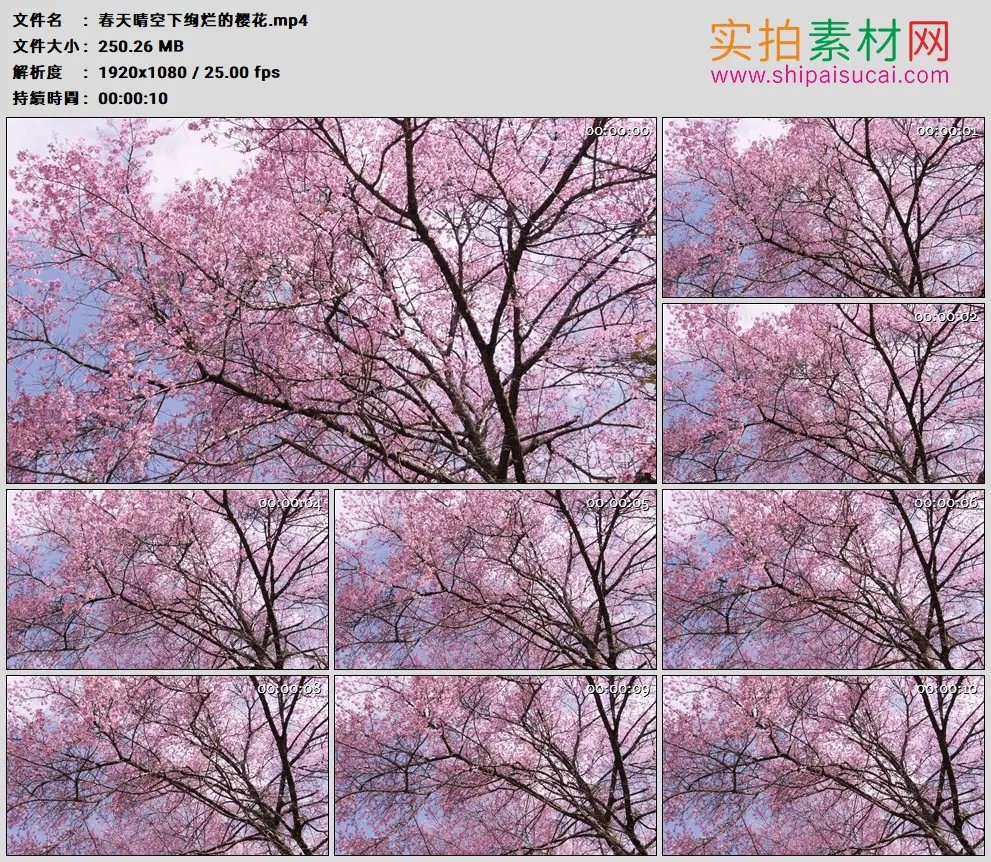 高清实拍视频素材丨春天晴空下绚烂的粉色樱花