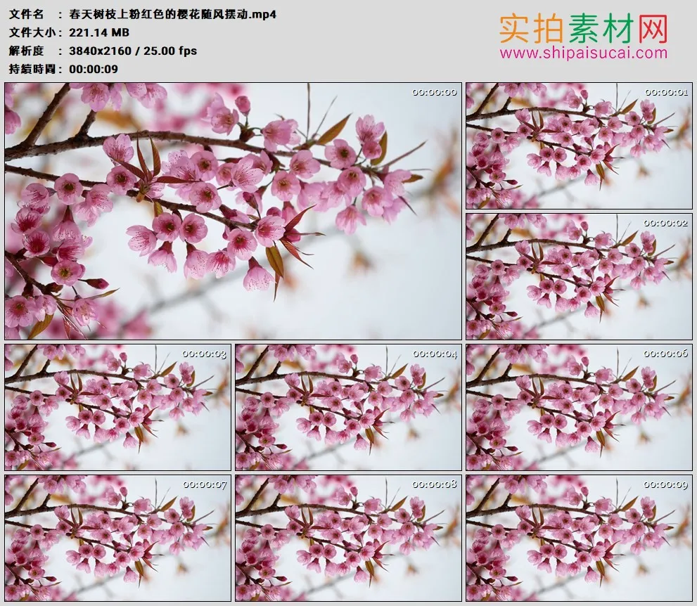 4K高清实拍视频素材丨春天树枝上粉红色的樱花随风摆动