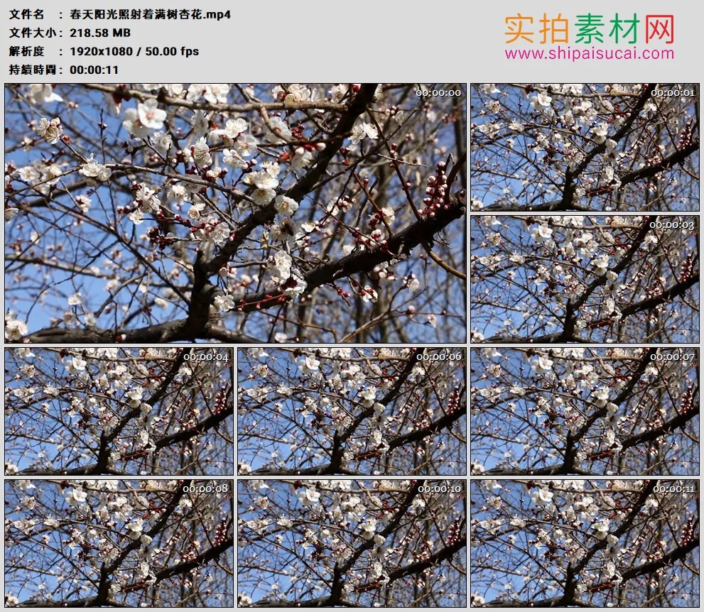 高清实拍视频素材丨春天阳光照射着满树杏花