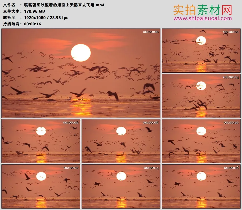 高清实拍视频素材丨暖暖朝阳映照着的海面上天鹅来去飞翔