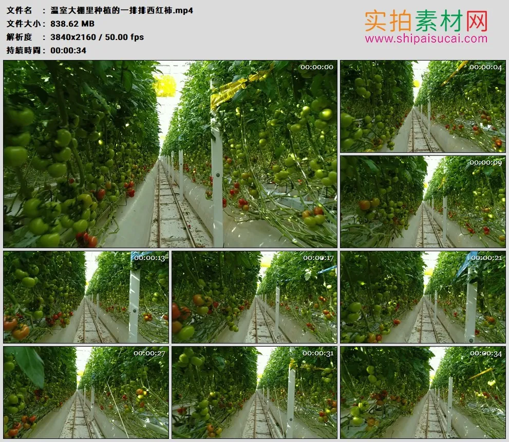 4K高清实拍视频素材丨温室大棚里种植的一排排西红柿