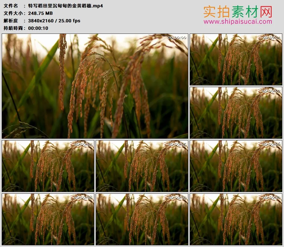 高清实拍视频素材丨特写稻田里沉甸甸的金色稻穗