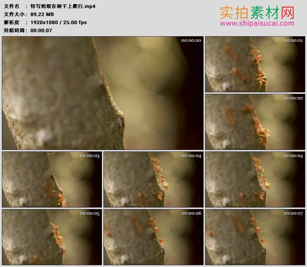 高清实拍视频素材丨特写蚂蚁在树干上爬行