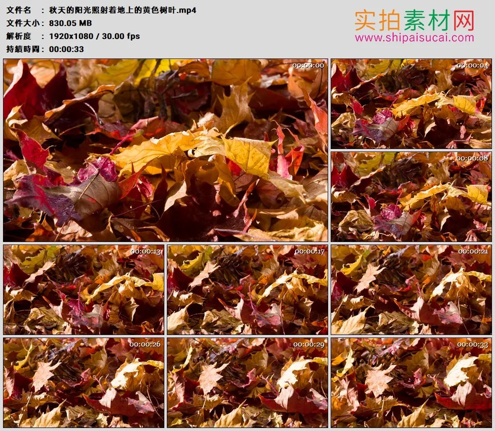 高清实拍视频素材丨秋天的阳光照射着地上的黄色树叶