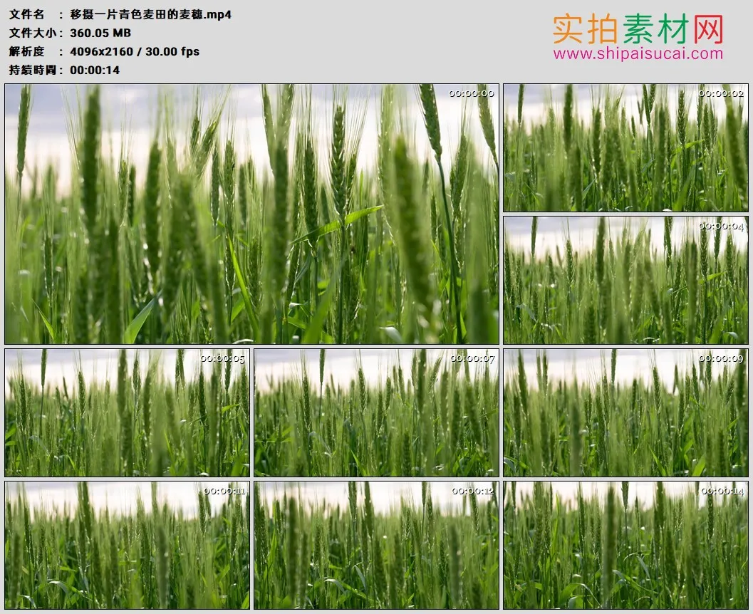 4K高清实拍视频素材丨移摄一片青色麦田的麦穗