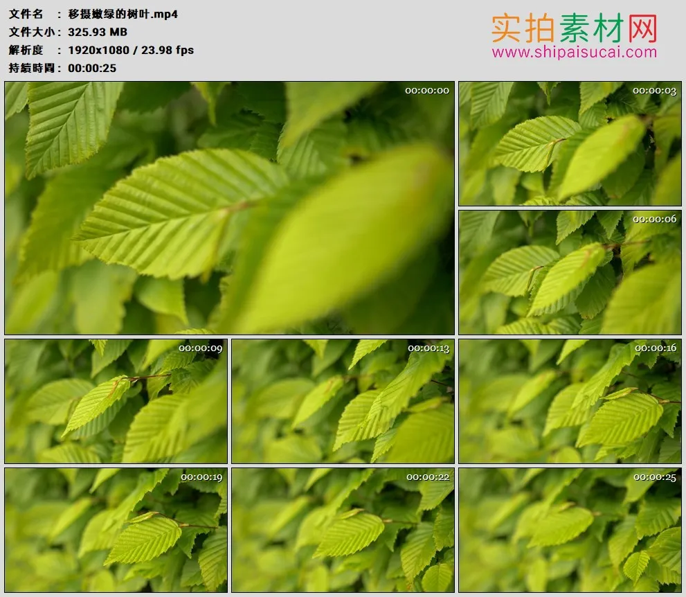 高清实拍视频素材丨移摄嫩绿的树叶