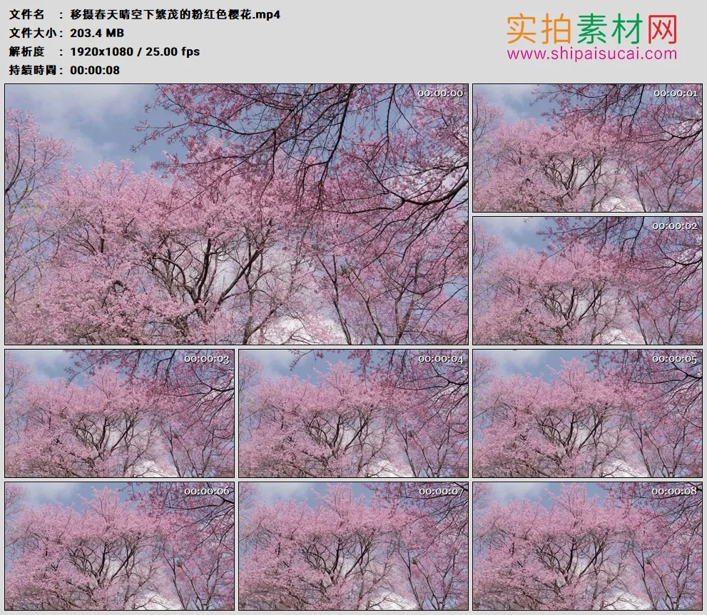 高清实拍视频素材丨移摄春天晴空下繁茂的粉红色樱花