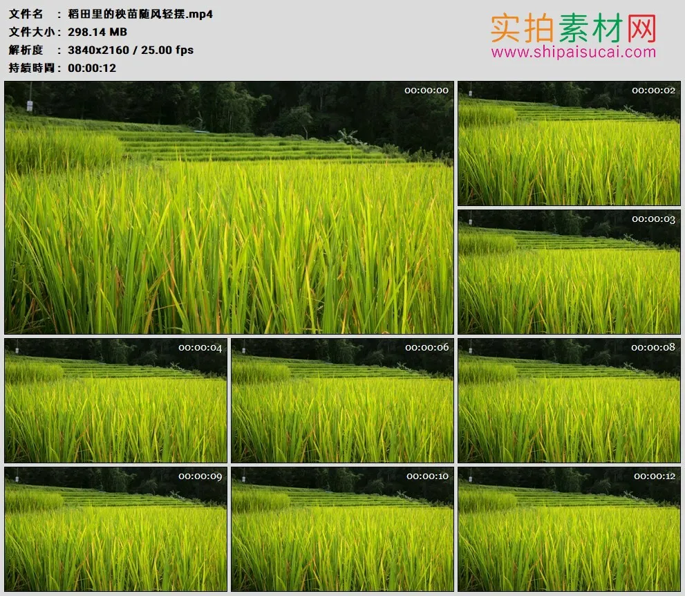 4K高清实拍视频素材丨稻田里的秧苗随风轻摆