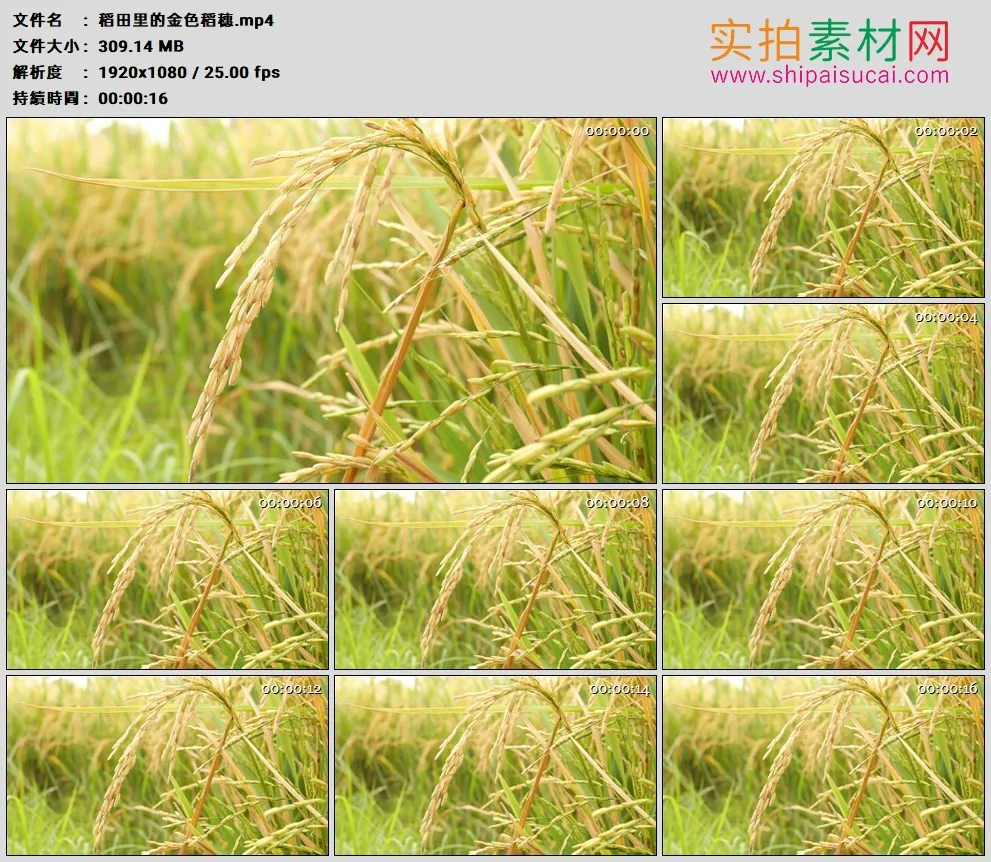 高清实拍视频素材丨稻田里的金色稻穗