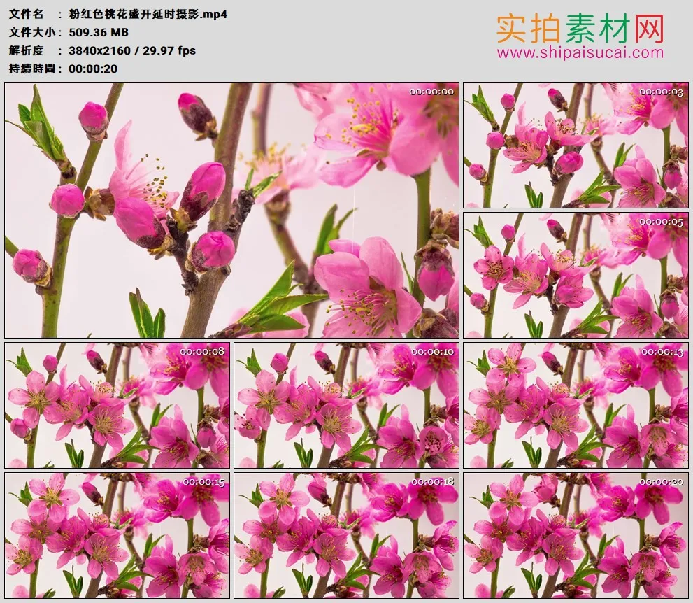 4K高清实拍视频素材丨粉红色桃花盛开延时摄影