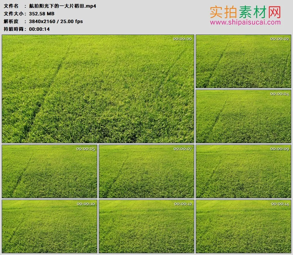 4K高清实拍视频素材丨航拍阳光下的一大片稻田