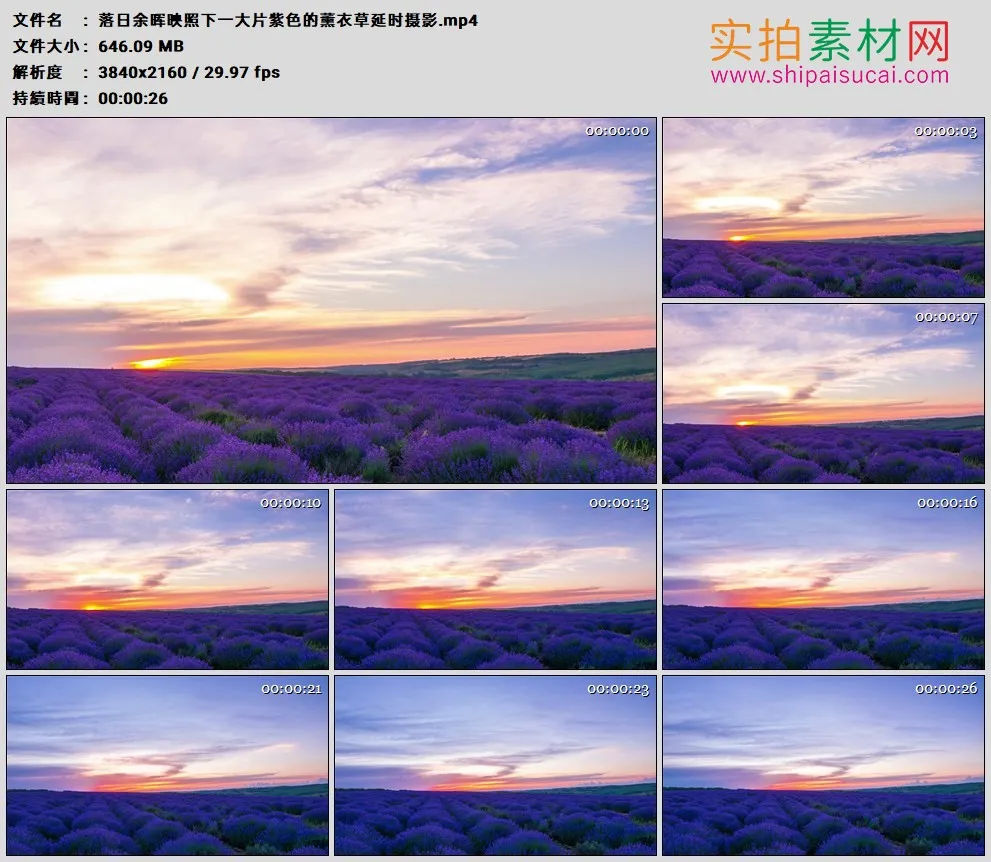 4K高清实拍视频素材丨落日余晖映照下一大片紫色的薰衣草延时摄影