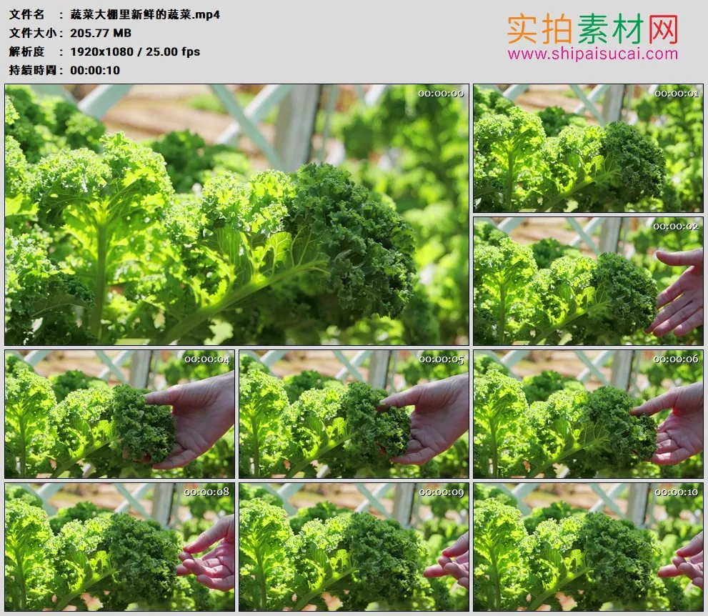 高清实拍视频素材丨蔬菜大棚里新鲜的蔬菜