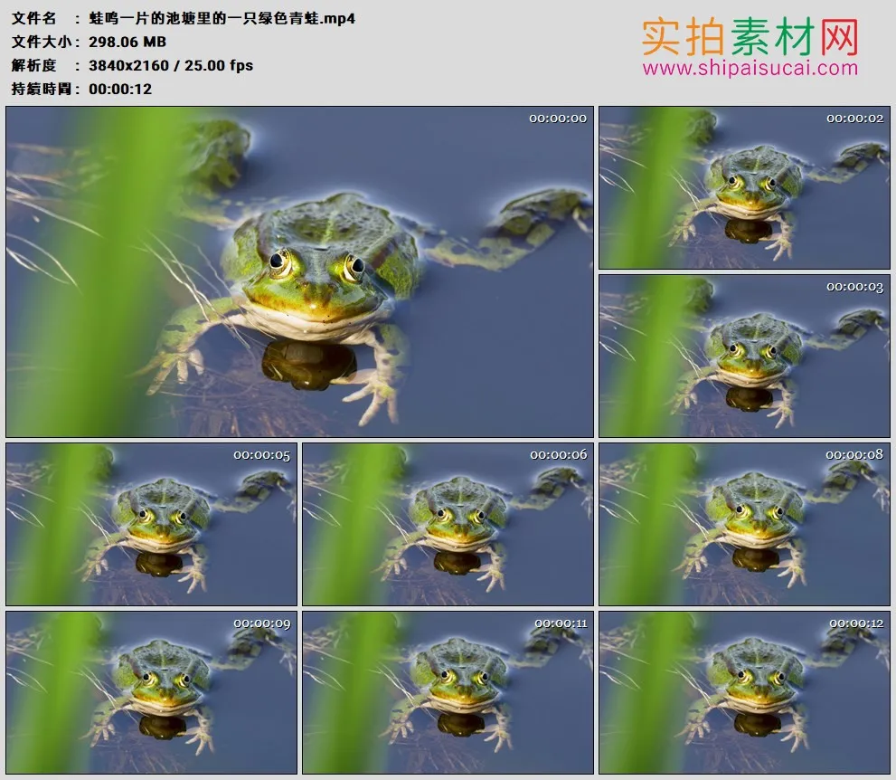 4K高清实拍视频素材丨蛙鸣一片的池塘里的一只绿色青蛙