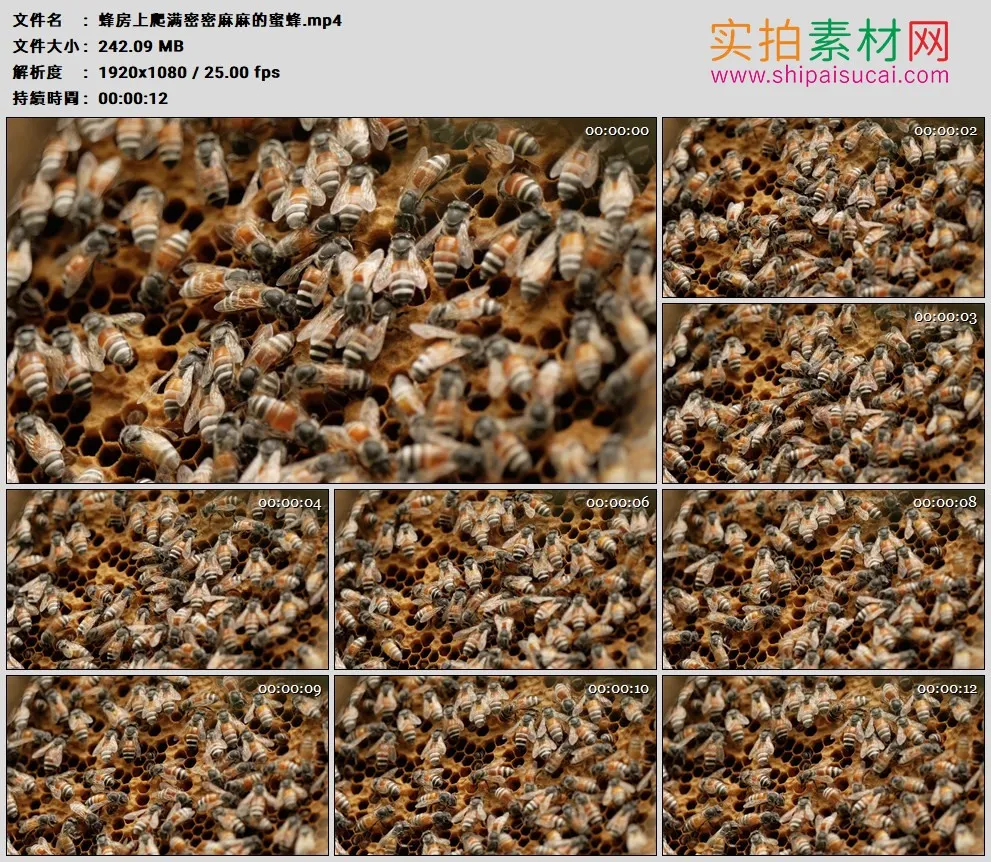 高清实拍视频素材丨蜂房上爬满密密麻麻的蜜蜂