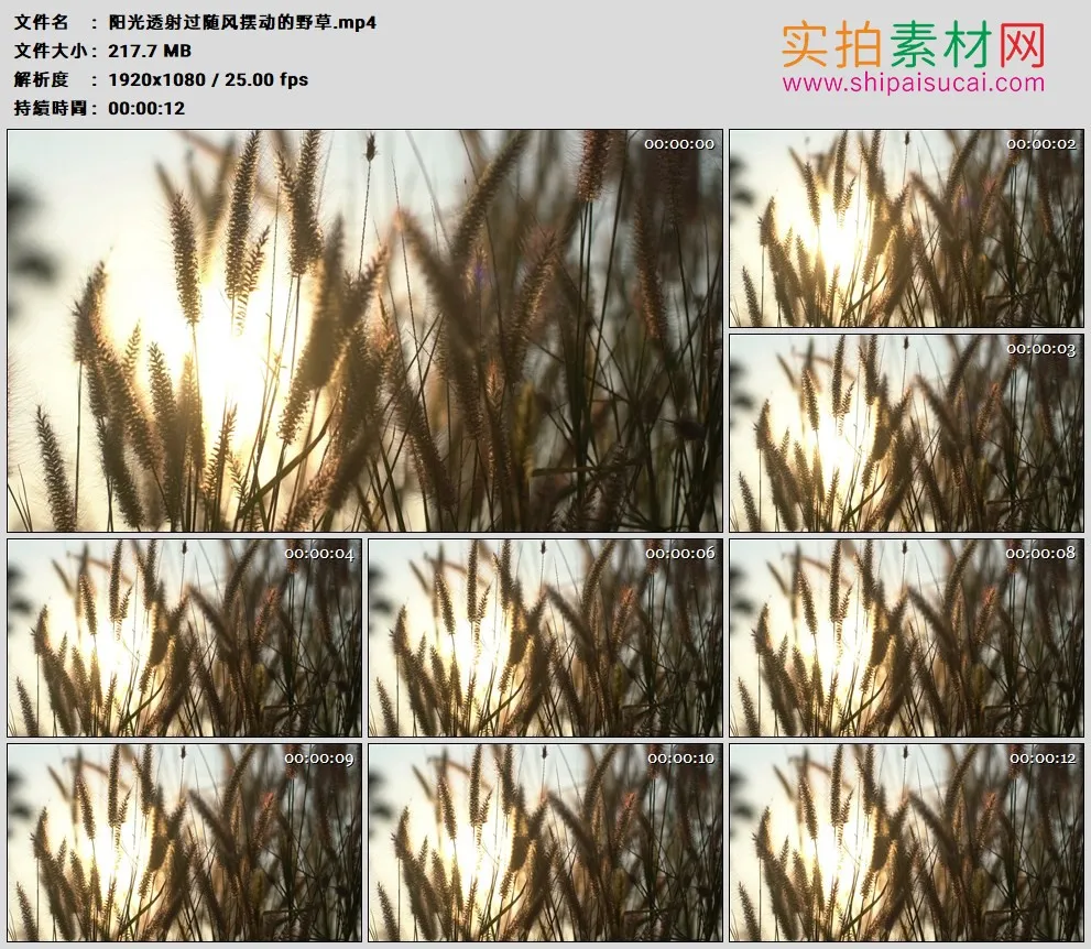 高清实拍视频素材丨阳光透射过随风摆动的野草