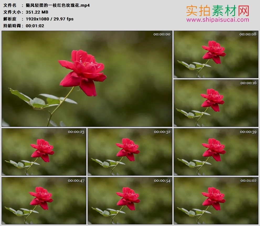 高清实拍视频素材丨随风轻摆的一枝红色玫瑰花
