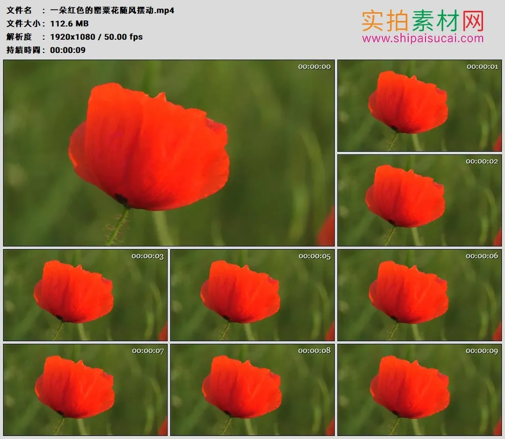 高清实拍视频素材丨一朵红色的罂粟花随风摆动