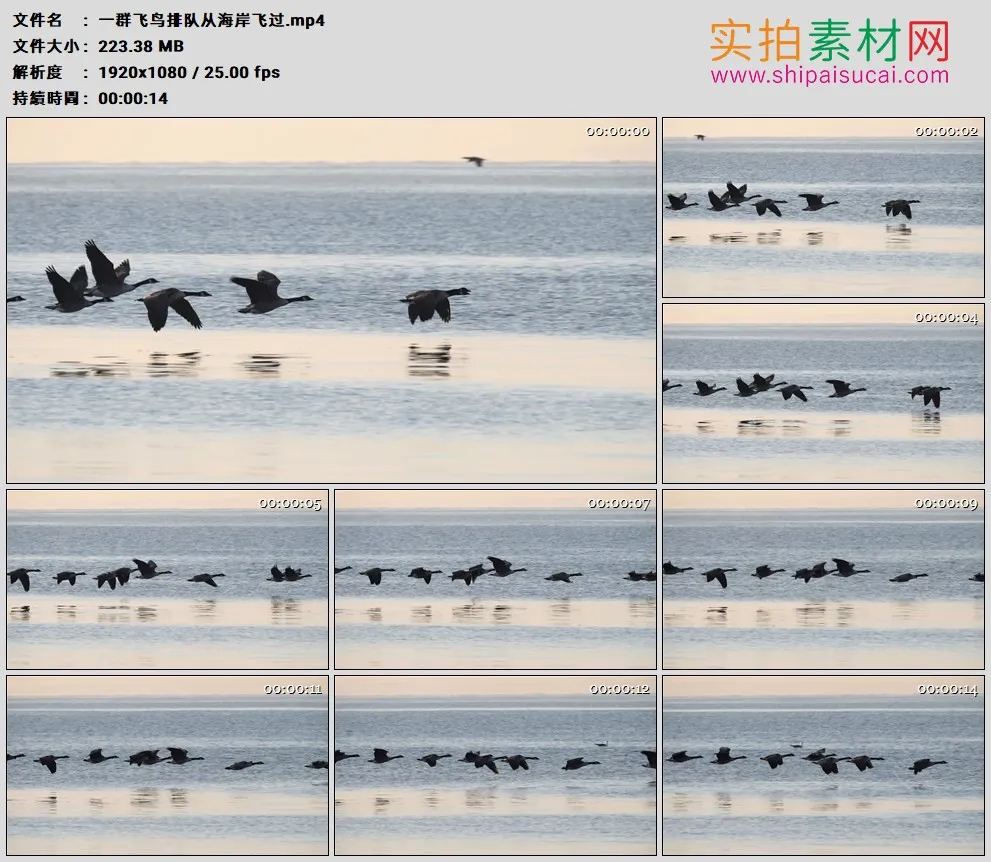 高清实拍视频素材丨一群飞鸟排队从海岸飞过