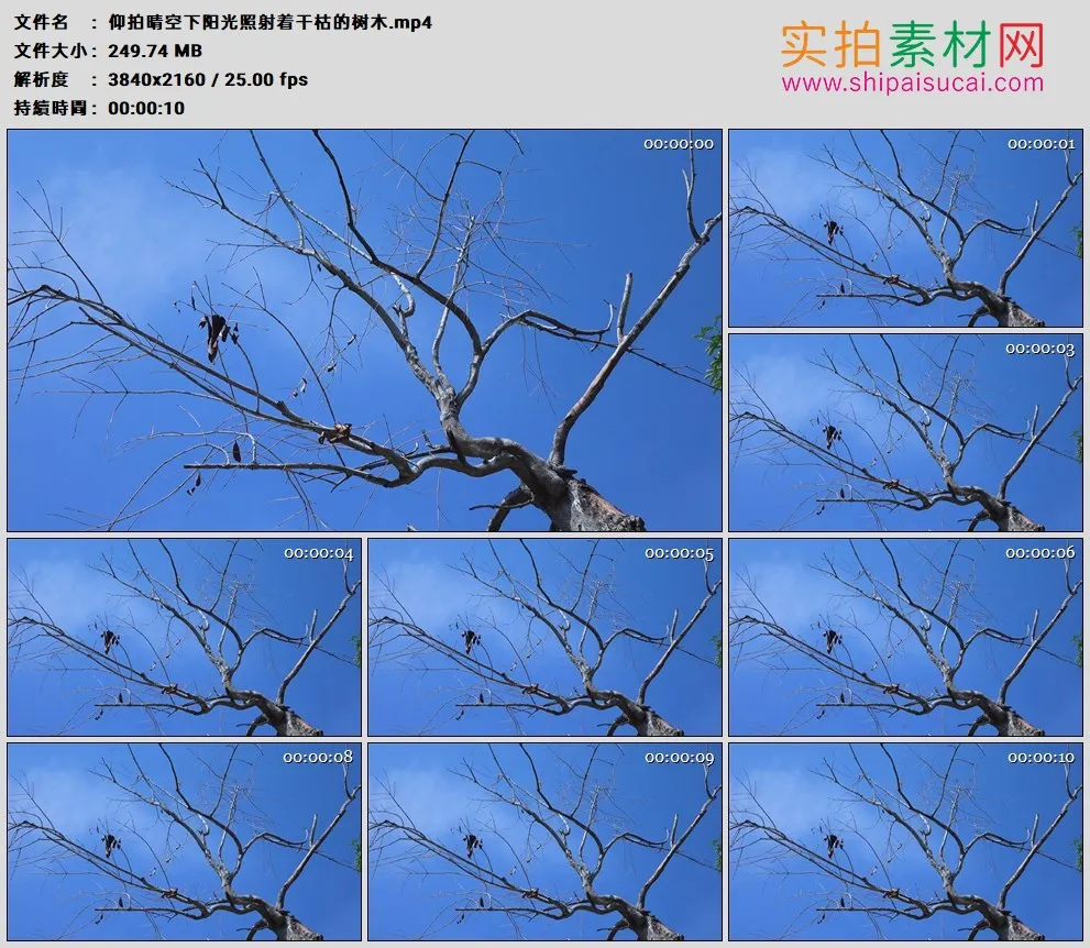 4K高清实拍视频素材丨仰拍晴空下阳光照射着干枯的树木