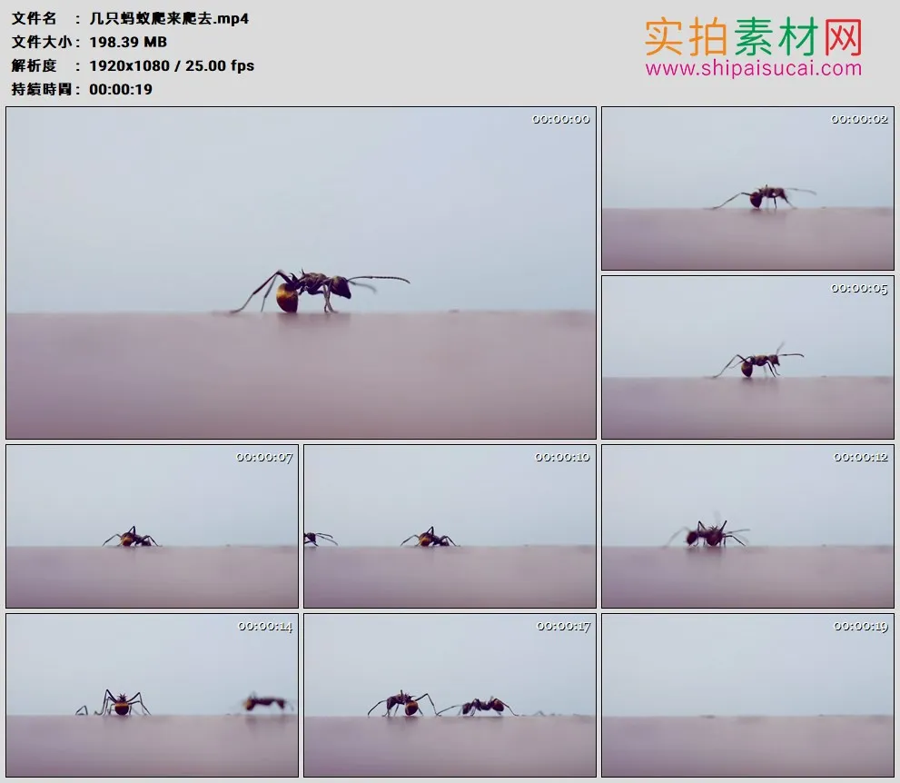 高清实拍视频素材丨几只蚂蚁爬来爬去