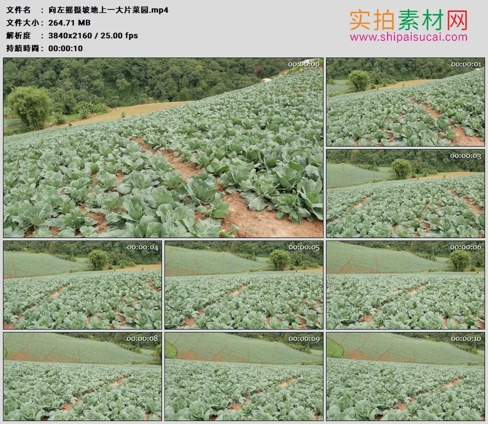 4K高清实拍视频素材丨向左摇摄坡地上一大片菜园