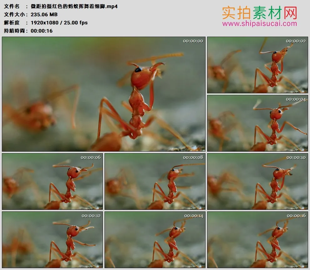 高清实拍视频素材丨微距拍摄红色的蚂蚁挥舞着细脚