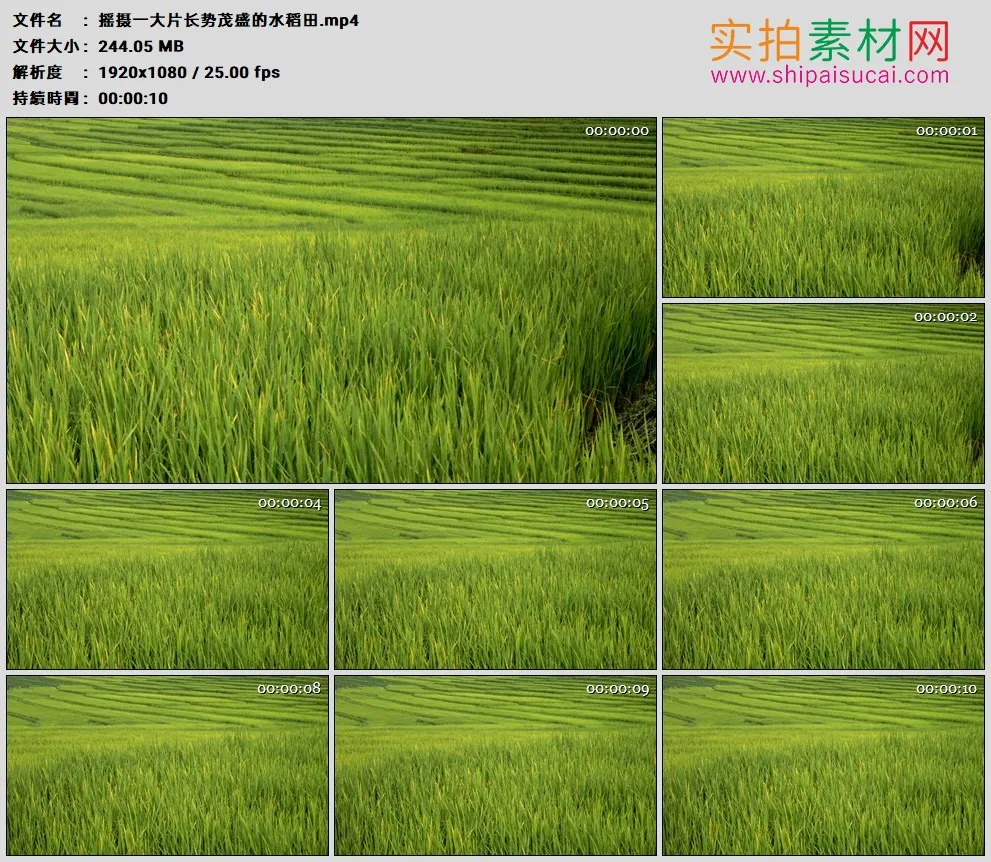 高清实拍视频素材丨摇摄一大片长势茂盛的水稻田