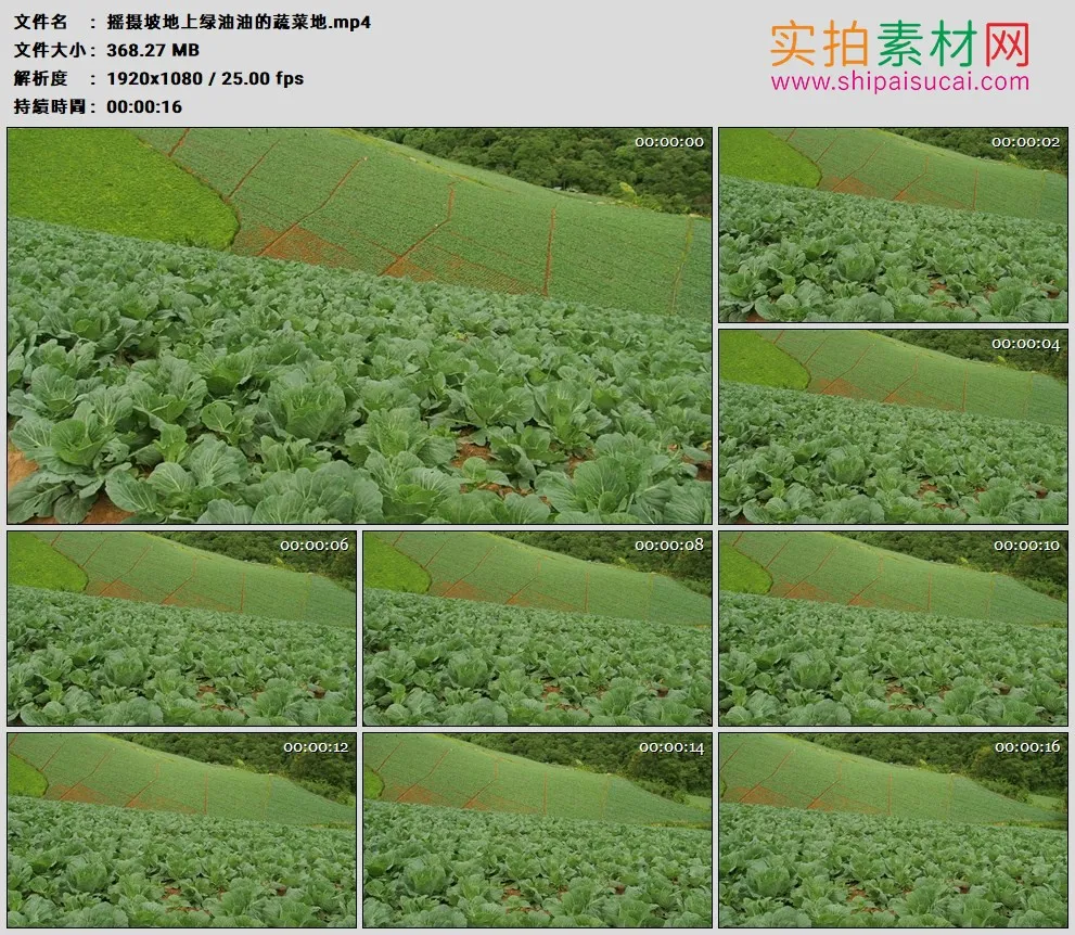 高清实拍视频素材丨摇摄坡地上绿油油的蔬菜地