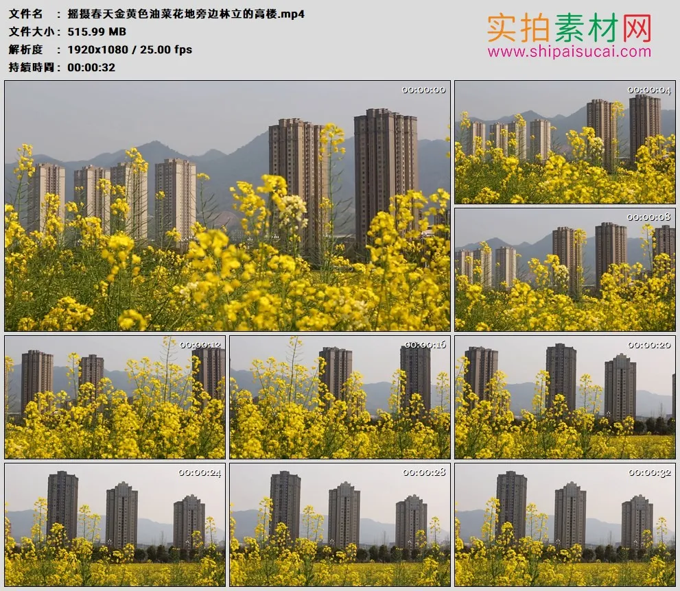 高清实拍视频素材丨摇摄春天金黄色油菜花地旁边林立的高楼