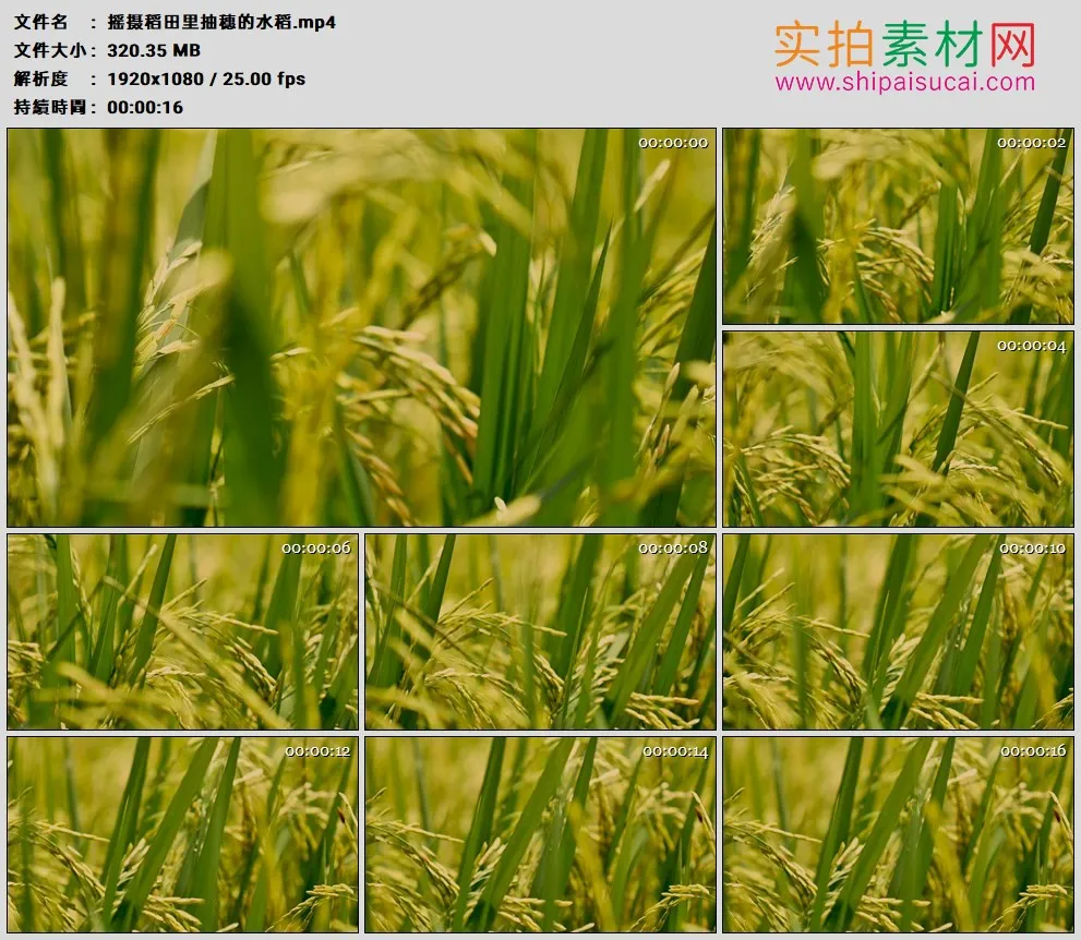 高清实拍视频素材丨摇摄稻田里抽穗的水稻