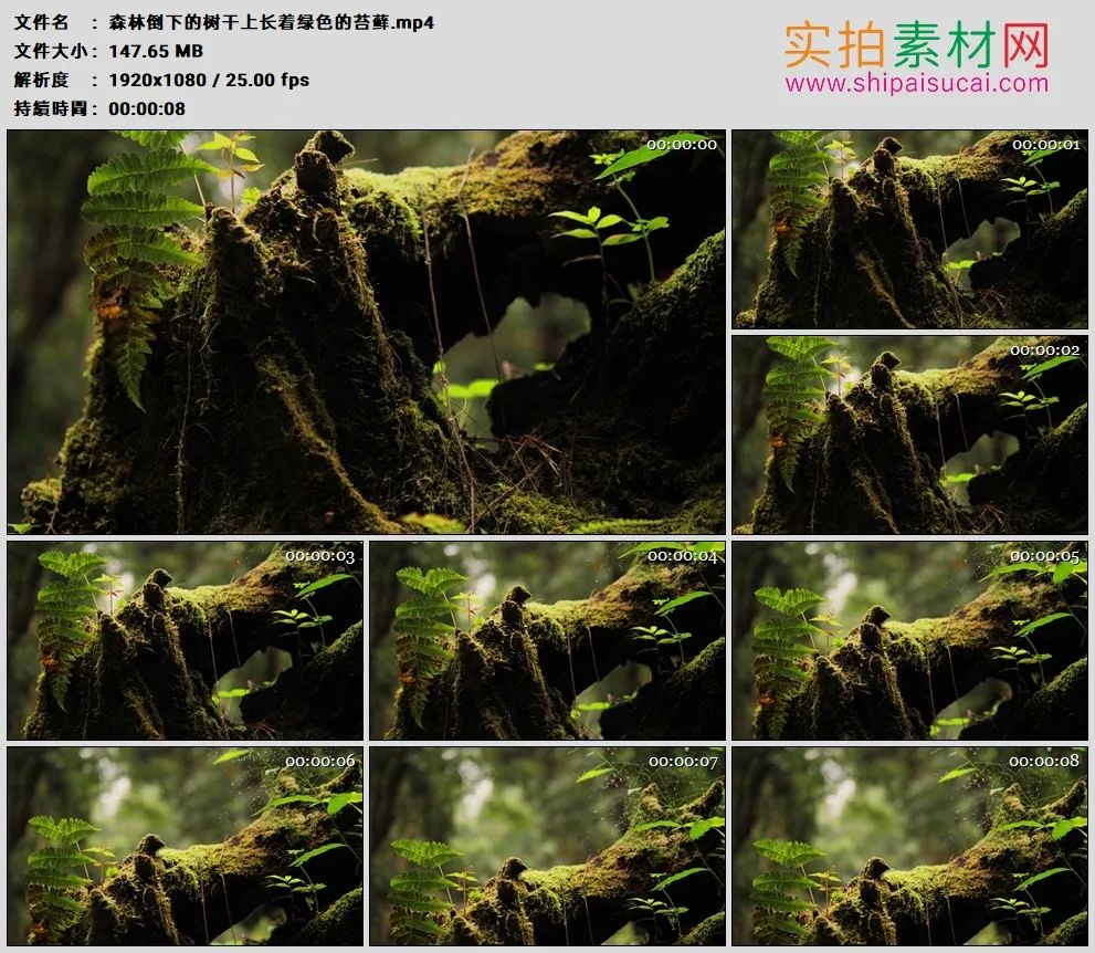 高清实拍视频素材丨森林倒下的树干上长着绿色的苔藓