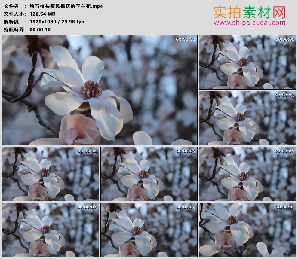 高清实拍视频素材丨特写枝头随风摇摆的玉兰花