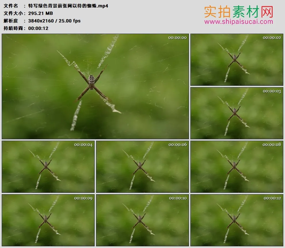 4K高清实拍视频素材丨特写绿色背景前张网以待的蜘蛛