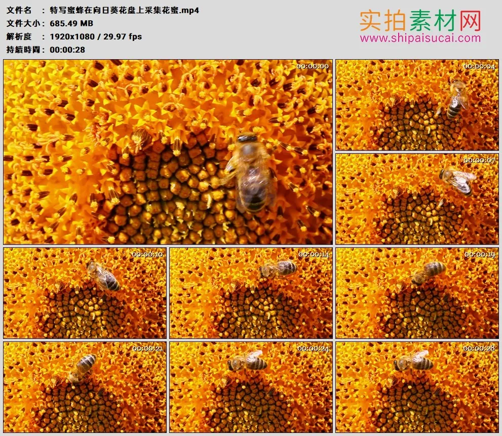 高清实拍视频素材丨特写蜜蜂在向日葵花盘上采集花蜜