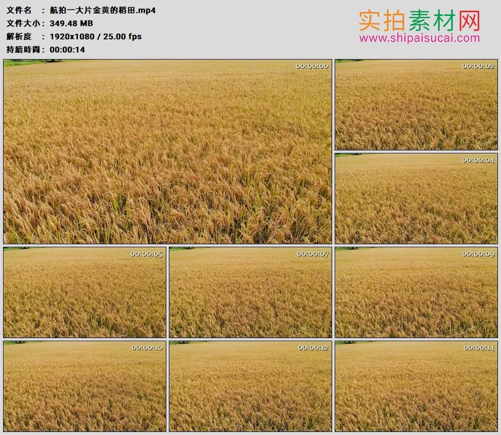 高清实拍视频素材丨航拍一大片金黄的稻田