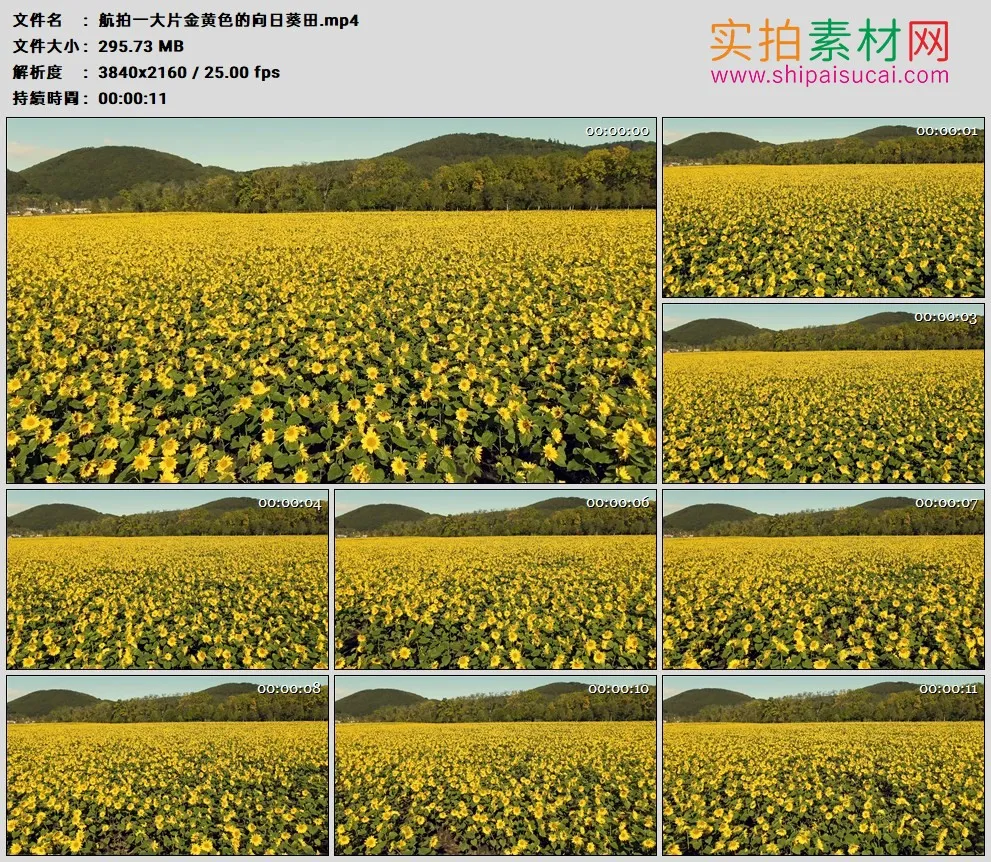 4K高清实拍视频素材丨航拍一大片金黄色的向日葵田