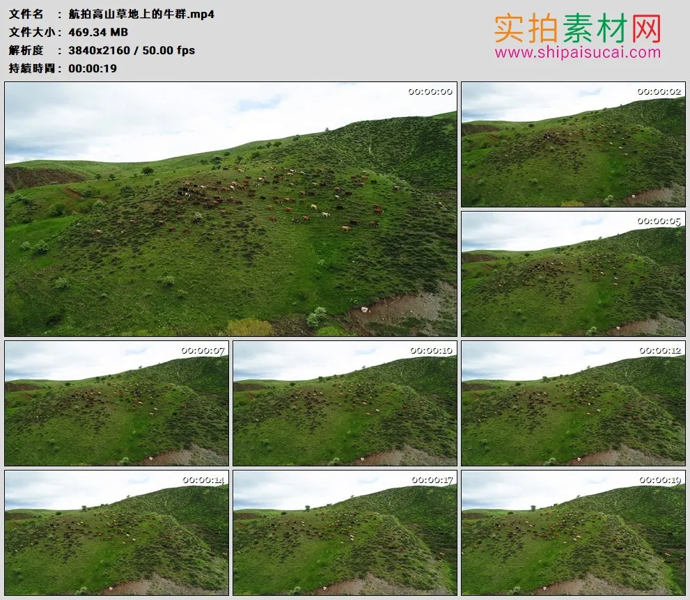 4K高清实拍视频素材丨航拍高山草地上的牛群