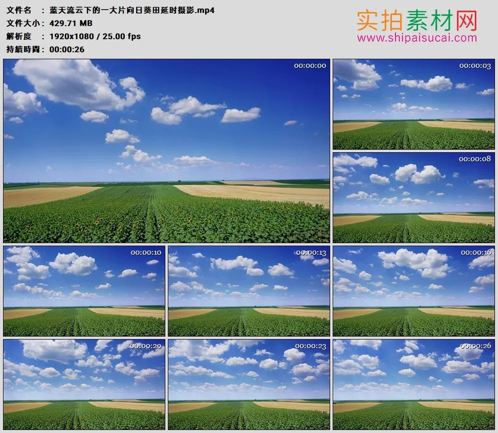 高清实拍视频素材丨蓝天流云下的一大片向日葵田延时摄影
