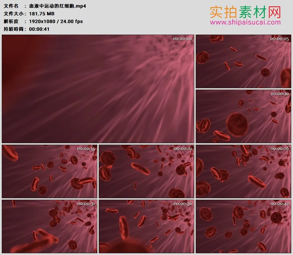 高清实拍视频素材丨血液中运动的红细胞