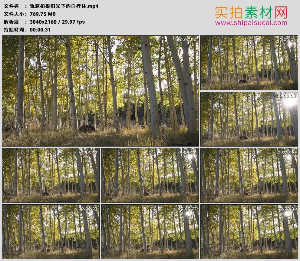 4K高清实拍视频素材丨轨道拍摄阳光下的白桦林