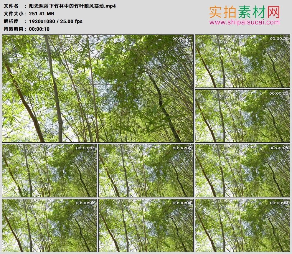 高清实拍视频素材丨阳光照射下竹林中的竹叶随风摆动