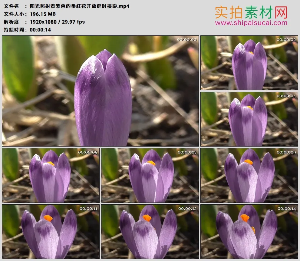 高清实拍视频素材丨阳光照射着紫色的番红花开放延时摄影