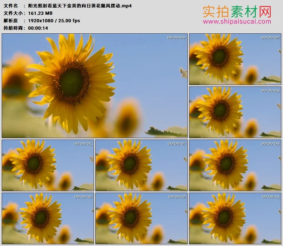 高清实拍视频素材丨阳光照射着蓝天下金黄的向日葵花随风摆动