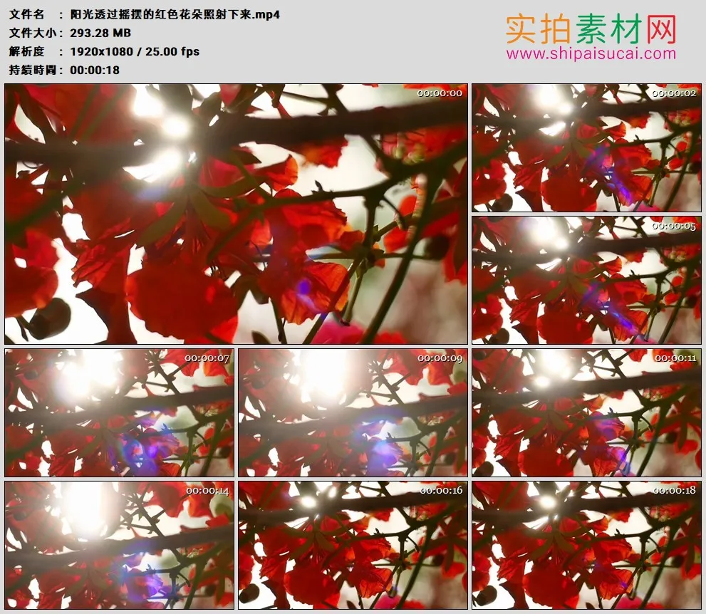 高清实拍视频素材丨阳光透过摇摆的红色花朵照射下来