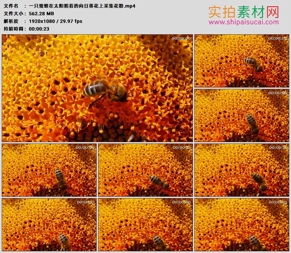 高清实拍视频素材丨一只蜜蜂在太阳照着的向日葵花上采集花粉